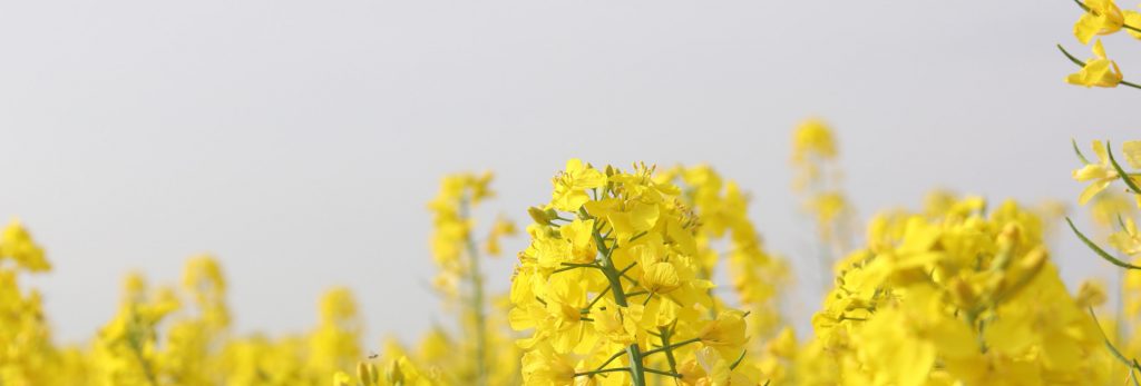 NEWS | Novel Food approval process successfully completed!