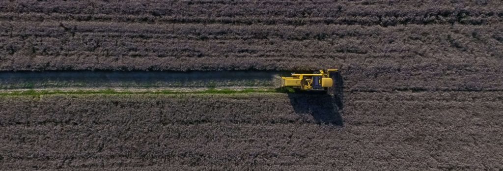 A valuable and versatile raw material grows on Nordic golden fields