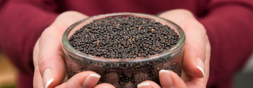 Fibre in demand – elevate the nutritional value of your food product with BlackGrain rapeseed powder