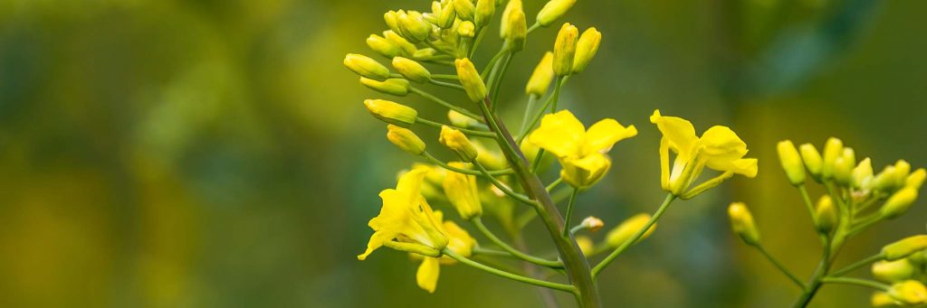 Dietary fat as a vital energy source – Reach your nutritional goals with BlackGrain rapeseed powder