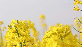 Innovative technology turns rapeseed to food grade level ingredient