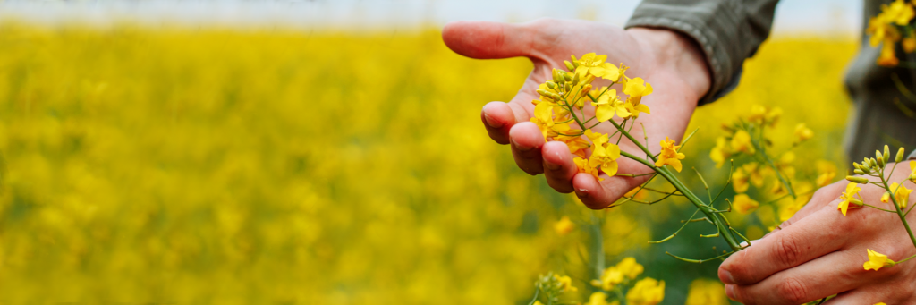GUIDE | Transform your products with BlackGrain rapeseed ingredients: 7 key benefits