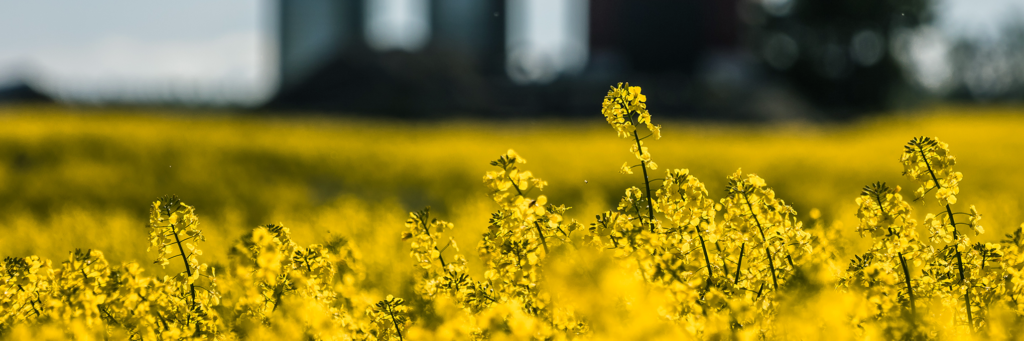 Reshaping responsibility in food production: what BlackGrain rapeseed ingredients bring to the table