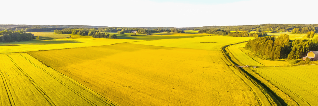 NEWS | Apetit dedicates an investment of two million euros to the commercialisation of BlackGrain from Yellow Fields®